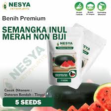 Bibit Semangka Merah Non-Biji